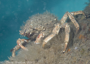 Spiny spider crab on pier leg. Trefor. D3, 60mm. by Derek Haslam 